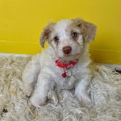 Affectionate poodle Puppy for adoption