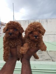 Top quality dark Apricot colour poodle puppies available
