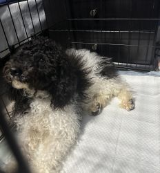 7 Month Old Poodle