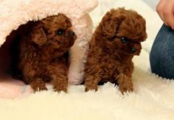 PET MICRO TOY POODLE