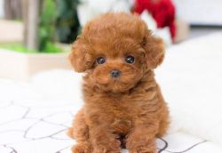 PUREBRED POODLE PUPPIES