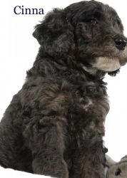 AKC abstract merle standard poodle-male