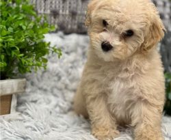 Playful Toy Poodle Puppy for Adoption!!!!!!
