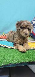 Oliver toy poodle puppy