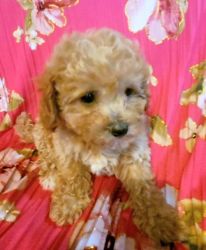 Gorgeous toy poodle puppies