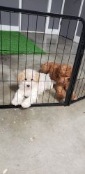 Cute Poodle puppy for sale