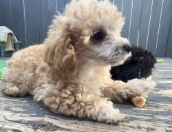 Female Toy poodle
