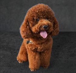 French Poodle chocolate
