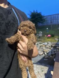 I have a male and a female puppy ( toy poodle)