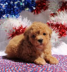Stormy - Male CKC Toy Poodle