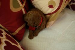 AKC Rare Red Standard Poodle Male