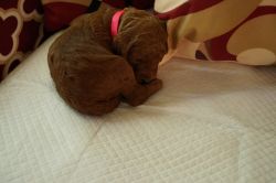 AKC Rare Red Standard Poodle- Female