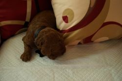 AKC Rare Red Standard Poodle-Male