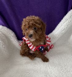 Adorable red teacup Poodle female