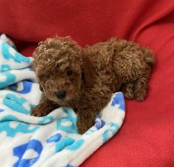 Red Toy Poodle Boy