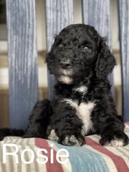 STD Poodles AKC REGISTERED Black, Fawn, and Chocolate