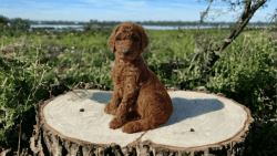 AKC Red Standard Poodles puppies