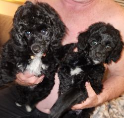 2 Black 9 wk old mini poodle puppies