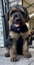Airedoodle Puppies! Airedale/Poodle Mix