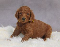 AKC Red Standard Poodle puppies.