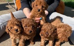 Poodle puppies for sale.