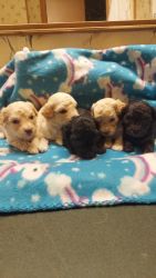 Poodles Puppies for sale