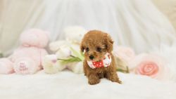 High-Quality Toy Poodle puppy available in Hyderabad - Breed n Breeder