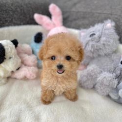 White Poodle Puppy for Sale in Hyderabad - Breed n Breeder