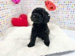 Black Poodle Puppy for Sale in Hyderabad - Breed n Breeder