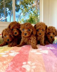 Nice and Healthy Red Toy Poodle puppies available now.