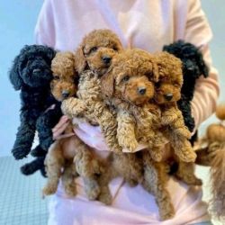 Poodle puppies for pet lovers.