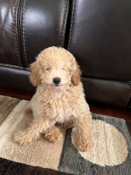 Poodle for sale in Tucker