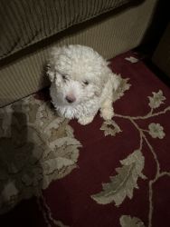 Male Toy poodle for sale