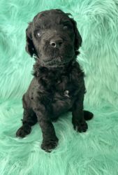 4 Male standard Poodle puppies for sale