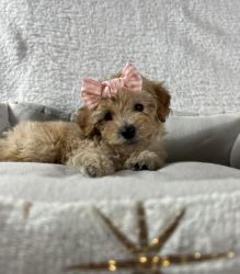Toy Female Poodle