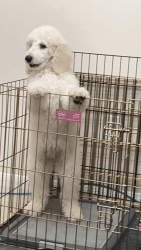 Poodle rehome