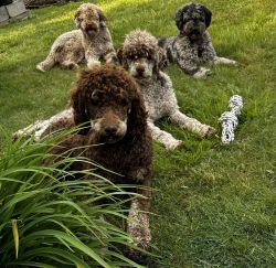 Standard poodle adults (proven/ intact)