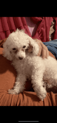 Toy poodle free to good home