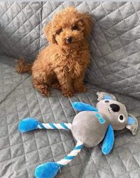 Toy/miniature poodles puppies