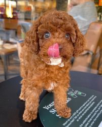Miniature poodle puppies available