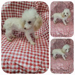 Toy Poodle Male