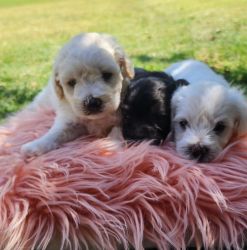 French poodle puppies for sale all males