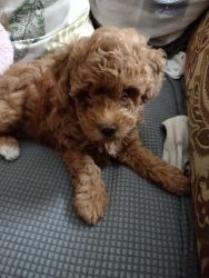 CKC Red Toy Poodle