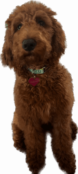 Red female Poodle