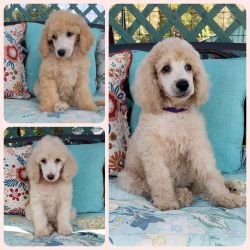 Homeraised Standard Poodle pups ready to go!
