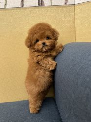Cute Poodle Puppies for sale