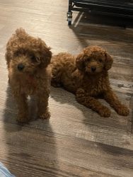 Red Toy poodles