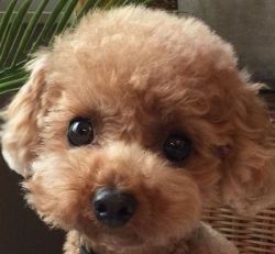 GORGEOUS TOY POODLE BABIES