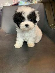 Cute Poodle Puppies for rehomes