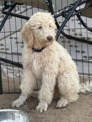 AKC Registered Poodle Puppy Amazing Price